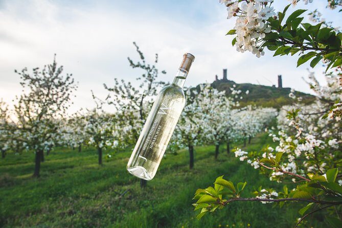 A delightful wine tasting in the scenic countryside with lunch - Key things to know before you go