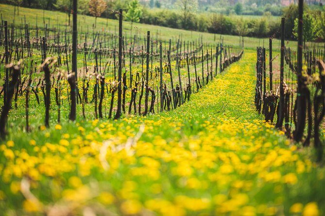 A delightful wine tasting in the scenic countryside with lunch - Price and value for $360.83 per person