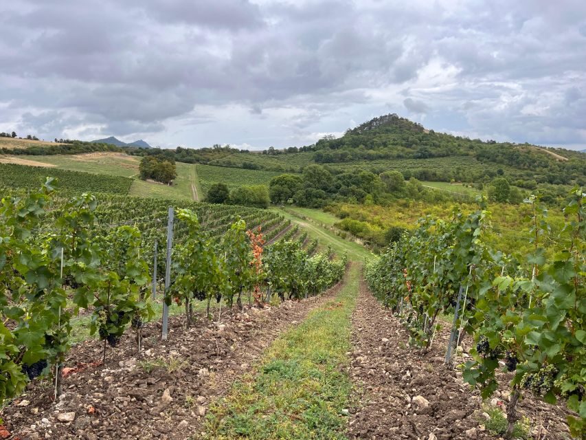 Czech Vineyards and Wine Tasting 4WD Tour with Lunch - Timing and Pace: What 7 Hours Feels Like