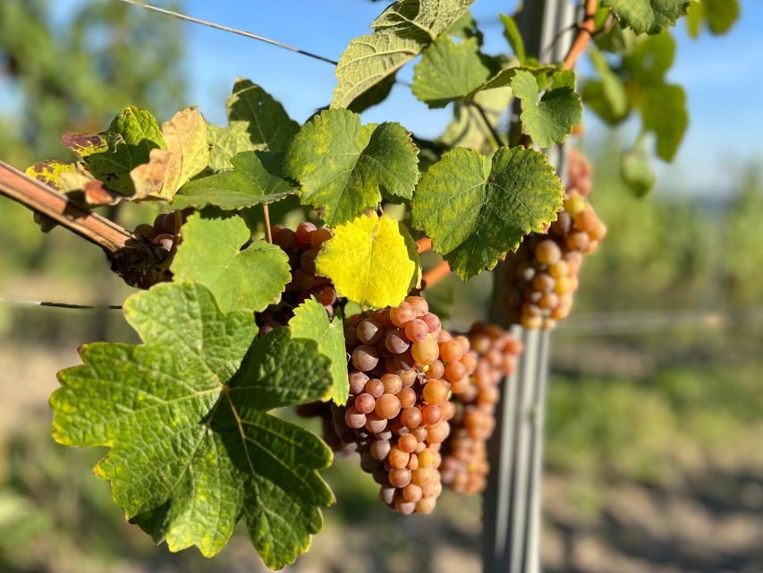 Czech Vineyards and Wine Tasting 4WD Tour with Lunch - The Value: Why This Price Can Make Sense