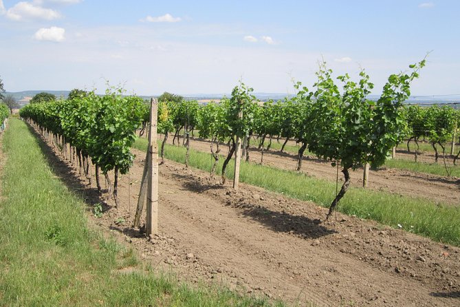 Moravian wine trails - Small group, flexible pickup, and why the guide changes the day