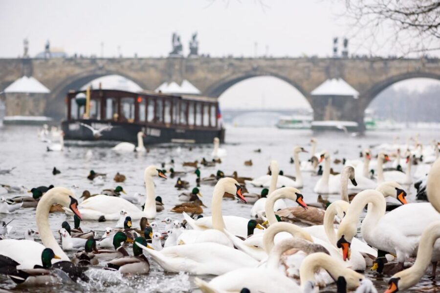 Prague: 1.5-Hour River Boat Cruise and Guided Tour - A 45-minute Čertovka cruise with Old Town photo angles