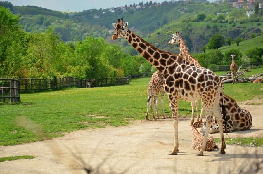 Prague: Boat Ride to the Zoo and Admission Ticket - Quick hits before you book
