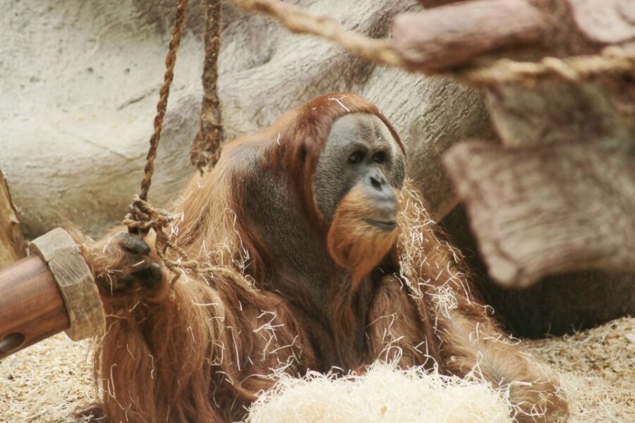 Prague: Boat Ride to the Zoo and Admission Ticket - Who should book this tour (and who might want another plan)