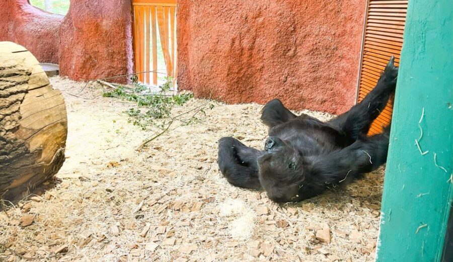 Prague: Prague Zoo Audio Guide with E-Ticket - Maps and navigation: how to avoid the common getting-lost trap