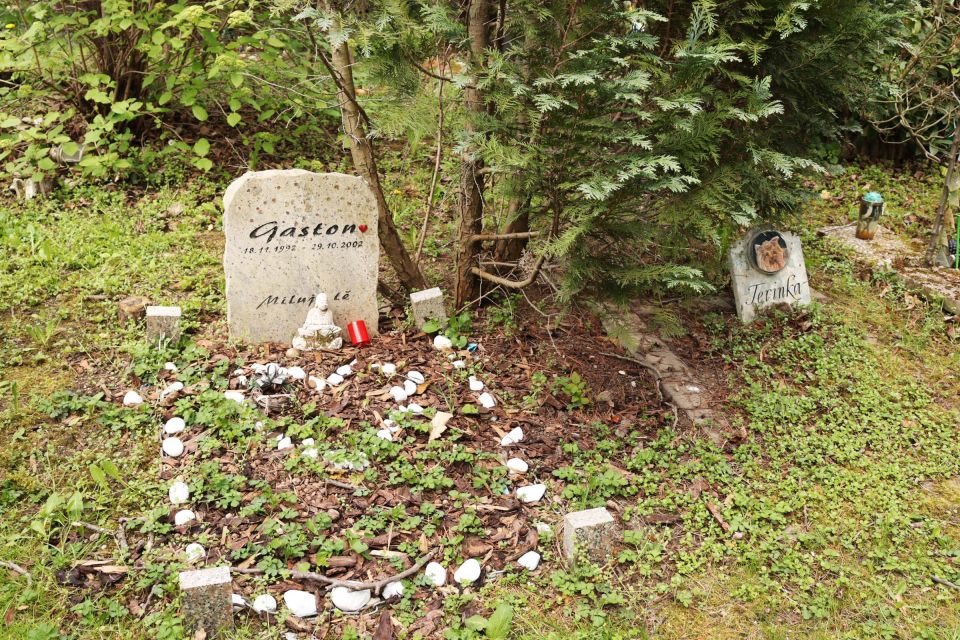Prague: Psychiatric Hospital and Abandoned Cemetery Tour - Stories in the Wards: Past and Present Patients