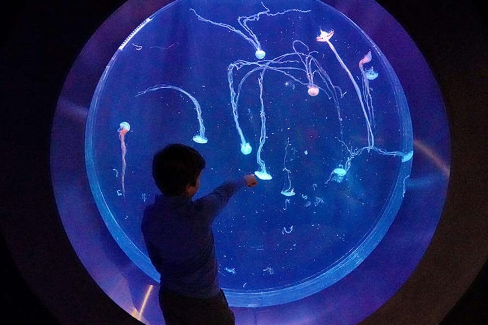 Prague: The World Of Jellyfish Entry Ticket w/ Drink - Key takeaways before you go