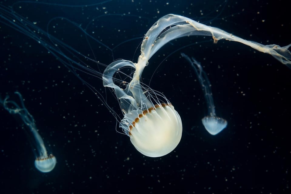Prague: The World Of Jellyfish Entry Ticket w/ Drink - Video Mapping and Audiovisual Effects: The Show Part