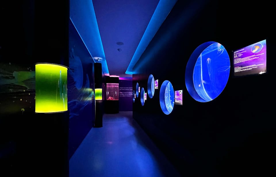 Prague: The World Of Jellyfish Entry Ticket w/ Drink - Who Should Book This Jellyfish Ticket