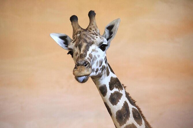Prague Zoo Admission Ticket including Round Trip Transfer - Prague Zoo Ticket + Transfer: What This Day Actually Feels Like