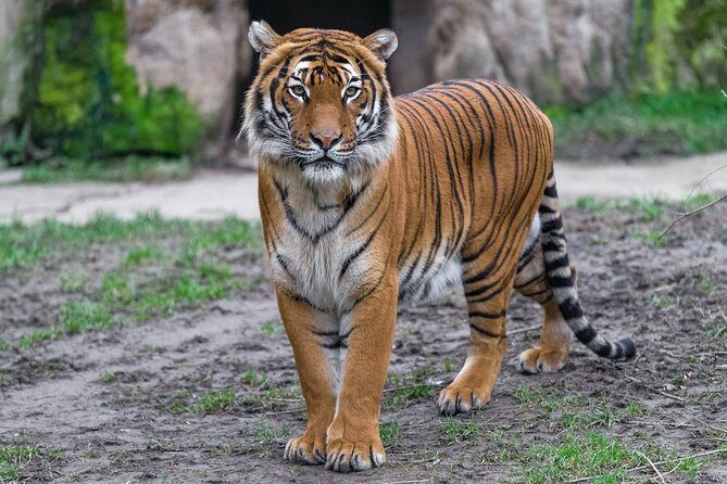 Prague Zoo Admission Ticket including Round Trip Transfer - How Much Walking Should You Plan for?