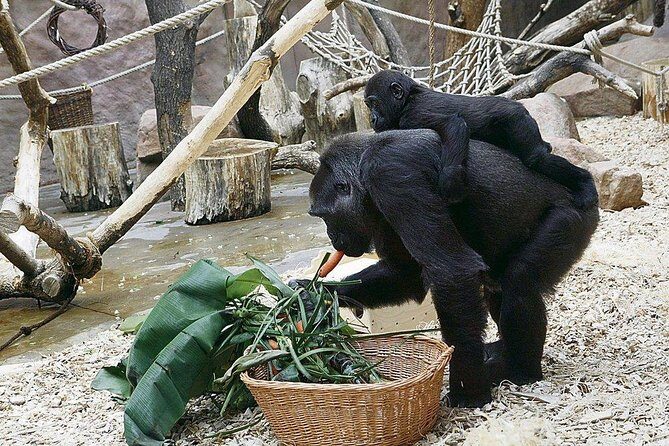 Prague Zoo Admission Ticket including Round Trip Transfer - The Value Question: Is $76 a Good Deal?