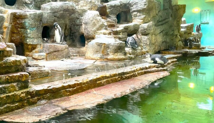 Prague Zoo Online Audio Guide (No ticket) - Prague Zoo audio without a ticket: what you’re really buying