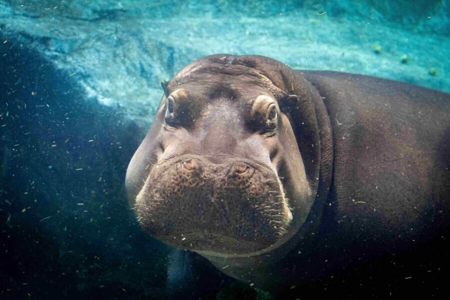 Prague Zoo: Skip-the-Line Entry Ticket - Tickets, timing, and how long you’ll actually need