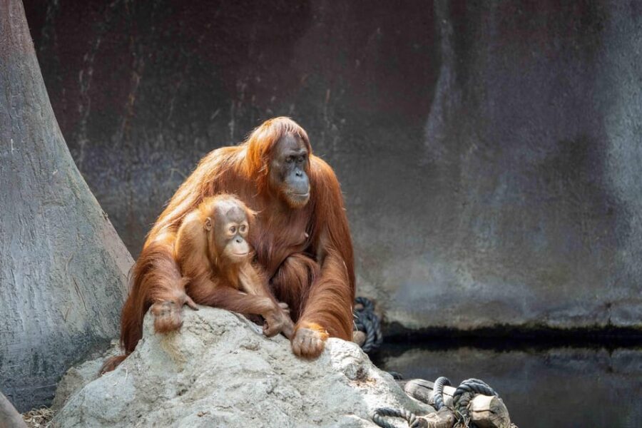 Prague Zoo: Skip-the-Line Entry Ticket - Rules that actually affect your visit