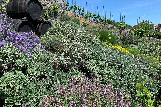 Prague´s Hidden Vineyards Private Tour - Why Prague vineyards still matter (even if beer rules)
