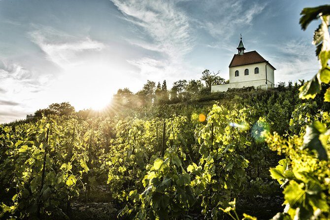 Prague´s Hidden Vineyards Private Tour - Troja vineyards and the grape-spotting walk above Prague